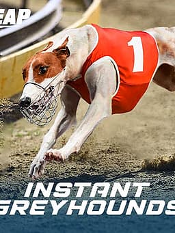 Instant Greyhounds