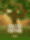 Tree of Fortune