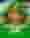 Leprechaun Joy